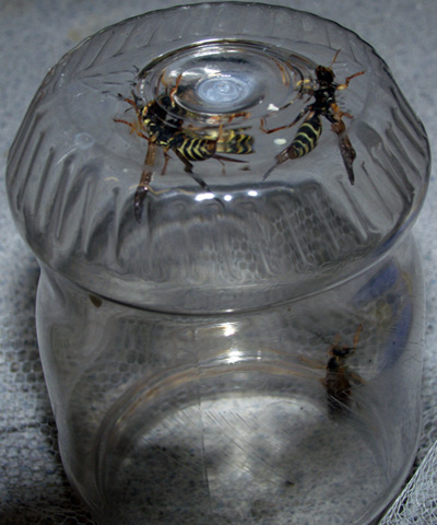 Bees under plastic